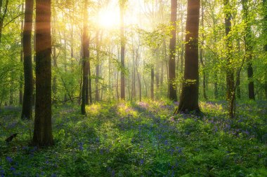 Hallerbos BlueBell Ormanı, bahar aylarında çan çiçekleri açarken sakin ormanlık, Halle, Belçika. Mavi çiçeklerden ve yeşil kayın ağaçlarından oluşan halısı olan manzara manzarası, dış seyahat arka planı.