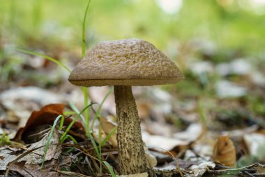 Boletus leccinum scabrum ya da huş ağacı boleti, ormanda yenilebilir mantar vahşi yetişir, doğal mevsimlik arka plan, yakın çekim