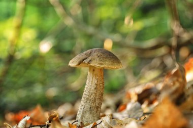 Boletus leccinum scabrum ya da huş ağacı boleti, ormanda yenilebilir mantar vahşi yetişir, doğal mevsimlik arka plan, yakın çekim