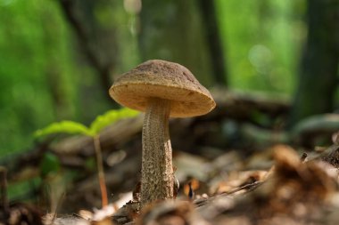 Boletus leccinum scabrum ya da huş ağacı boleti, ormanda yenilebilir mantar vahşi yetişir, doğal mevsimlik arka plan, yakın çekim