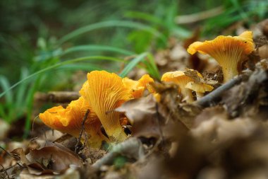 Chanterelle (girolle) veya cantharellus cibarius fungi, lezzetli yenilebilir altın mantarlar ormanda yetişir, doğal mevsimlik arka plan, yakın plan