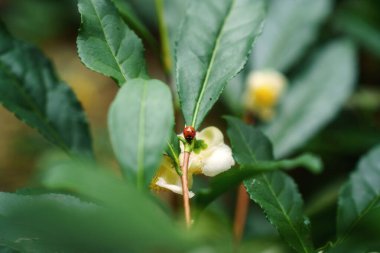 Çiçek açan bir dönemde, bir çay bitkisindeki sevimli uğur böceği, yeşil yapraklar ve beyaz çiçekler, Avrupa 'da büyüyen yabani hayvanlar. Doğal açık hava botanik geçmişi