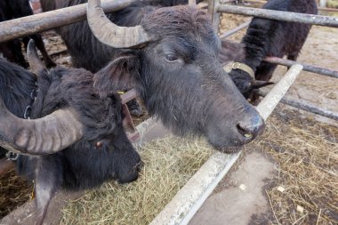 Bufalo çiftliği, yetişkin hayvanlar, açık hava ağılındaki sığırlar, açık çiftlik hayvanları, yakın plan.