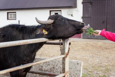 Bufalo çiftliği, yetişkin hayvanlar, açık hava ağılındaki sığırlar, kadınlar bufaloya otları elle besliyor.
