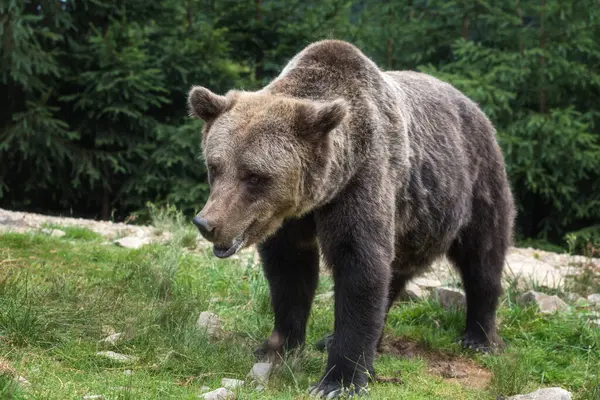 stock image Large Brown bear (ursus arctos) on the forest background, animal in the wild. National Nature Park Synevyr, Carpathian mountains, Brown bears rehabilitation center, Transcarpathian region, Ukraine