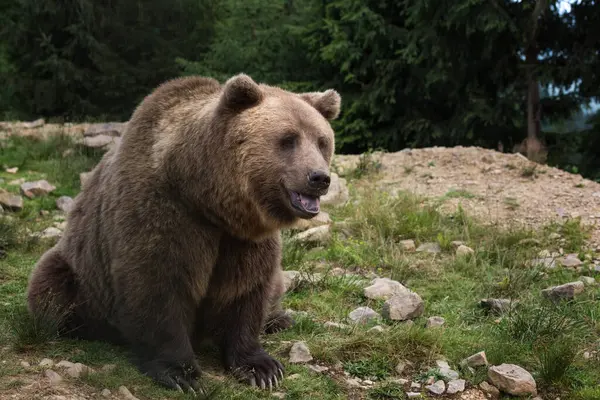 stock image Large Brown bear (ursus arctos) on the forest background, animal in the wild. National Nature Park Synevyr, Carpathian mountains, Brown bears rehabilitation center, Transcarpathian region, Ukraine