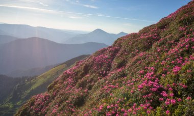 İnanılmaz dağlık yaz manzarası, çiçek açan pembe rhododendron çiçekleriyle bir dağ yamacının manzarası, güneş ışığı ve mavi gökyüzündeki Karpatya dağları, dış dünya seyahati arka planı.