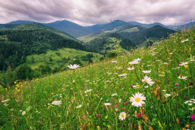 Idyllic dağ manzarası, Karpat dağlarının manzarası, renkli çiçeklerden bir halı ve rahat bir köy ile dağlık çayır, duvar kâğıdına uygun dış seyahat arka planı.