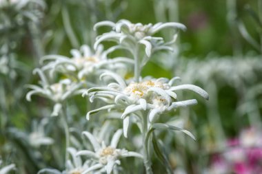 Dağlardaki alp çayırlarında güzel beyaz bez çiçeğiyle çiçek açan ender ağaçlar, doğal botanik arka plan.