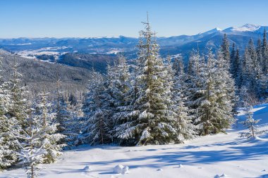 İnanılmaz kış dağ manzarası, karlı Karpat dağlarının muhteşem manzarası, parlak pofuduk beyaz kar, köknar ağaçları ve açık mavi gökyüzü, açık hava seyahati arka planı