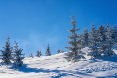 Amazing winter mountain landscape, fantastic view of the snowy Carpathian mountains, bright fluffy white snow, fir trees and clear blue sky, outdoor travel background