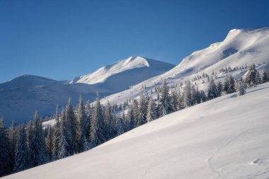 Amazing winter mountain landscape, fantastic view of the snowy Carpathian mountains, bright fluffy white snow, fir trees and clear blue sky, outdoor travel background clipart