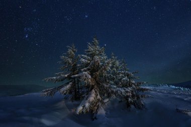 Karlı Karpatlar 'ın muhteşem manzarası, tüylü beyaz kar, köknar ağaçları ve yıldızlı koyu mavi gökyüzü, dış dünya seyahati.