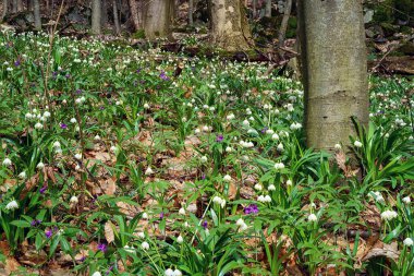 Güzel doğa manzarası, vahşi beyaz kar tanesi çiçeklerinden oluşan bir halısı olan güneşli çiçek açan orman (löcojum vernum), Avrupa 'nın ilk baharları