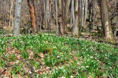 Güzel doğa manzarası, vahşi beyaz kar tanesi çiçeklerinden oluşan bir halısı olan güneşli çiçek açan orman (löcojum vernum), Avrupa 'nın ilk baharları