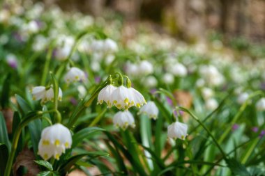 İlkbaharın başlarında, güneşli ormanda yetişen güzel beyaz kar tanesi çiçekleri (leucojum vernum), doğal çiçekli arka plan, doğanın güzelliği. Seçici odaklı makro resim