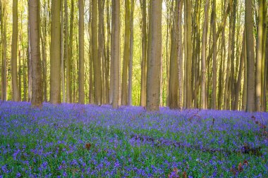 Hallerbos BlueBell Ormanı, bahar aylarında çan çiçekleri açarken sakin ormanlık, Halle, Belçika. Mavi çiçeklerden ve yeşil kayın ağaçlarından oluşan halısı olan manzara manzarası, dış seyahat arka planı.