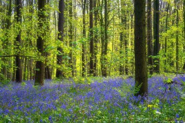 Çiçeklerin açtığı mavi BlueBell çiçekleri ve güzel yeşil kayın ormanları sabah ışığında, Hallerbos sakin ormanlık, Halle, Belçika. Dış seyahat arka planı