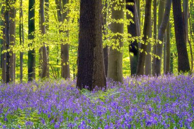 Hallerbos BlueBell Ormanı, bahar aylarında çan çiçekleri açarken sakin ormanlık, Halle, Belçika. Mavi çiçeklerden ve yeşil kayın ağaçlarından oluşan halısı olan manzara manzarası, dış seyahat arka planı.