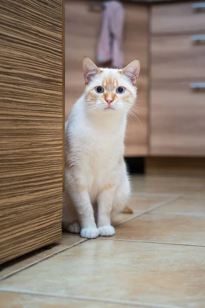 Red Point Domestic Cat Thai Siamese Portrait — Photo