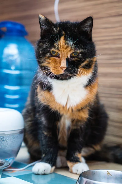 Three Colored Fluffy Domestic Cat Portrait — ストック写真