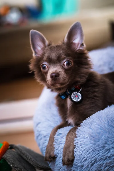 Lilac Cute Longhair Chiwawa Puppy Closeup Photography — Stok fotoğraf