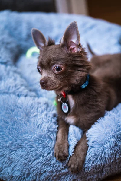 Lilac Cute Longhair Chiwawa Puppy Closeup Photography — Stock fotografie