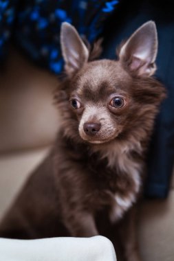 Leylak rengi, uzun saçlı, chiwawa köpeği. Yakın çekim fotoğraf.