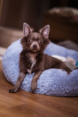 Leylak rengi, uzun saçlı, chiwawa köpeği. Yakın çekim fotoğraf.