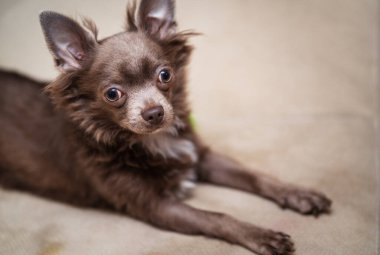 Leylak rengi, uzun saçlı, chiwawa köpeği. Yakın çekim fotoğraf.