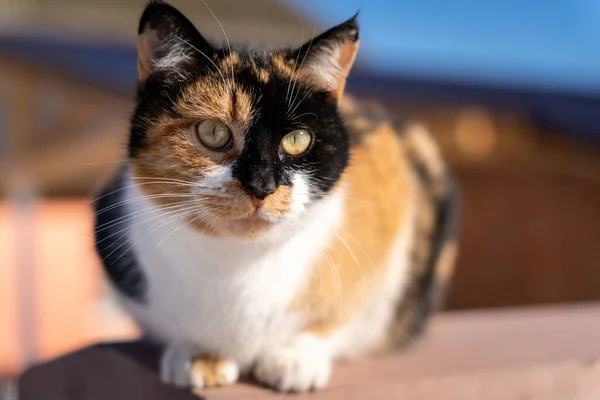 stock image Three colored cat close-up photography at the street