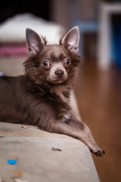 Lilac Cute Longhair Chiwawa Puppy Closeup Photography — Stock fotografie