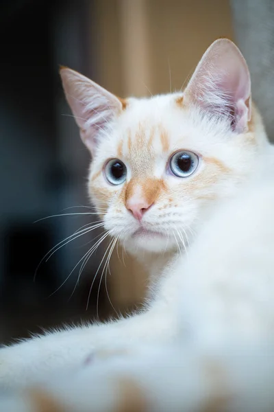 Портрет Домашней Кошки Red Point Тайский Сиамский Крупным Планом — стоковое фото
