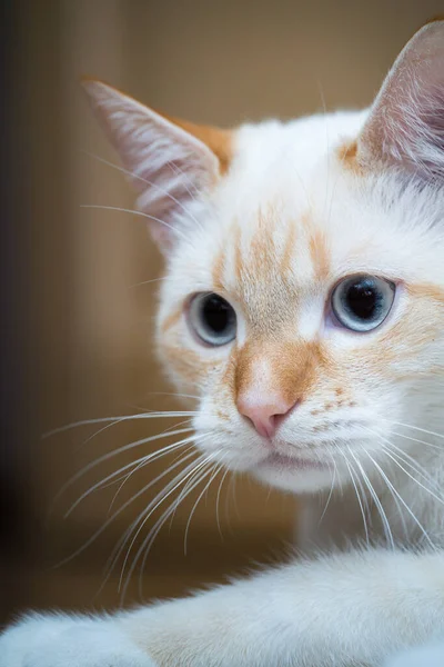 Портрет Домашней Кошки Red Point Тайский Сиамский Крупным Планом — стоковое фото