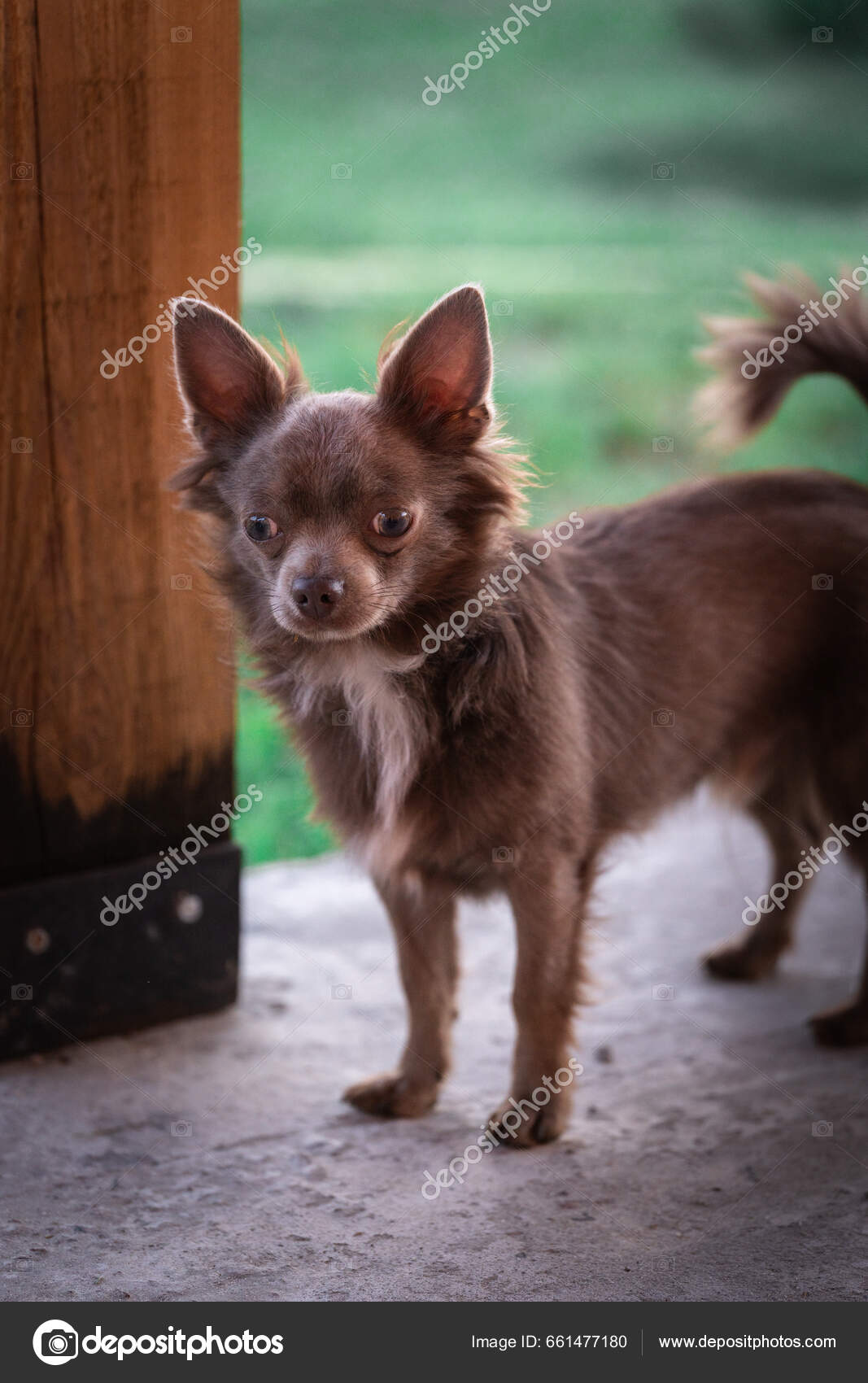 Lilac chihuahua tricep information