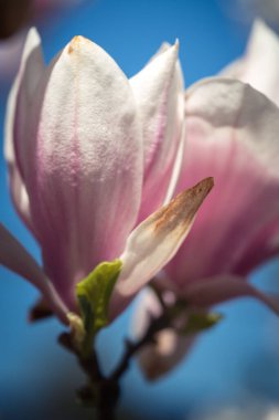 Güneşli bir bahar gününde pembe magnolea