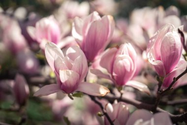 Güneşli bir bahar gününde pembe magnolea