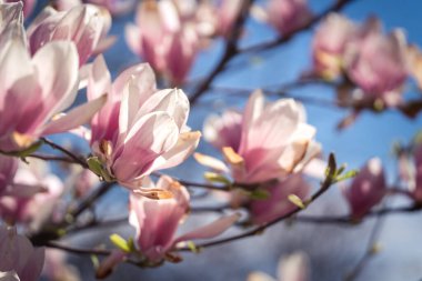 Güneşli bir bahar gününde pembe magnolea