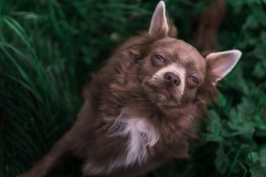 Lilac cute longhair chiwawa puppy - closeup photography