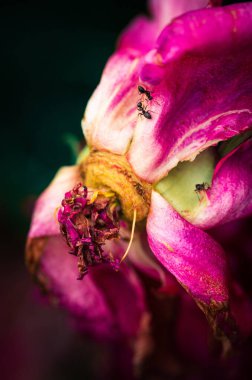 Şakayık çiçeğinin son günleri. Peony Garden 'da yakın çekim fotoğrafçılık