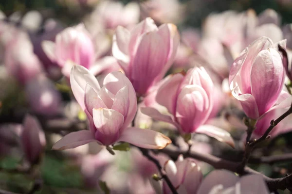 Pink Magnolea Sunny Spring Day — Stock Photo, Image