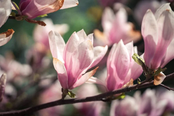 Rózsaszín Magnolea Egy Napos Tavaszi Napon — Stock Fotó