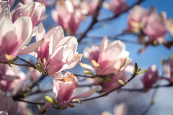 Różowa Magnolea Słoneczny Wiosenny Dzień — Zdjęcie stockowe