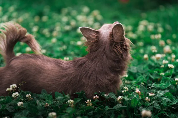 Lilac Schattig Longhair Chiwawa Puppy Close Fotografie — Stockfoto