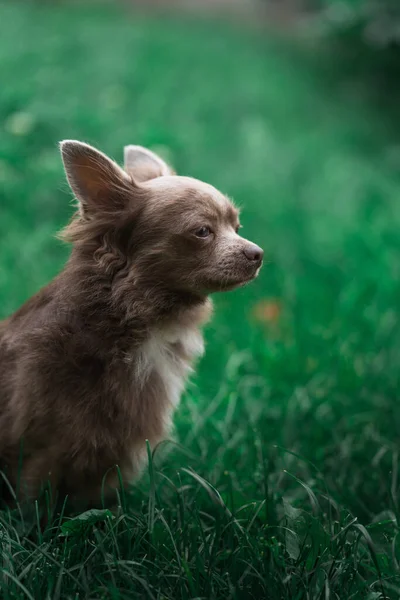 Lilac Cute Longhair Chiwawa Puppy Closeup Photography — Foto de Stock