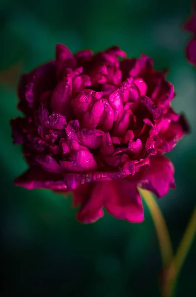 Ostatnie Dni Życia Kwiatu Piwonii Fotografia Bliska Peony Garden — Zdjęcie stockowe