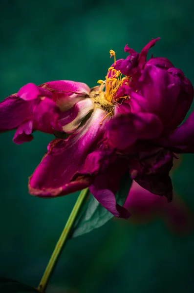 Ostatnie Dni Życia Kwiatu Piwonii Fotografia Bliska Peony Garden — Zdjęcie stockowe