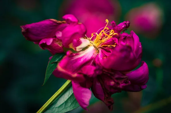Şakayık Çiçeğinin Son Günleri Peony Garden Yakın Çekim Fotoğrafçılık — Stok fotoğraf