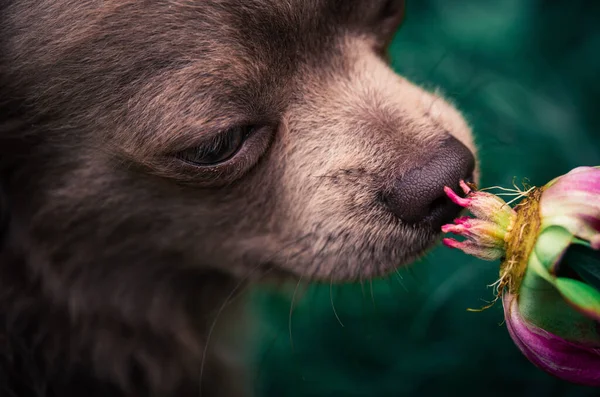 Lila Schattig Longhair Chiwawa Puppy Met Pioenroos Bloem Close Fotografie — Stockfoto