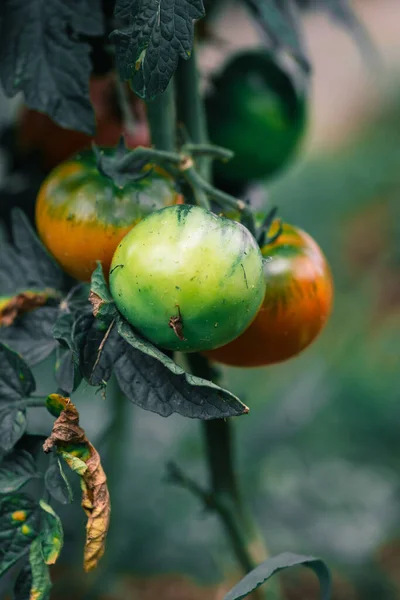 Frische Bio Tomatenpflanze Ukrainischen Garten — Stockfoto